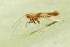 Caloptilia sp.